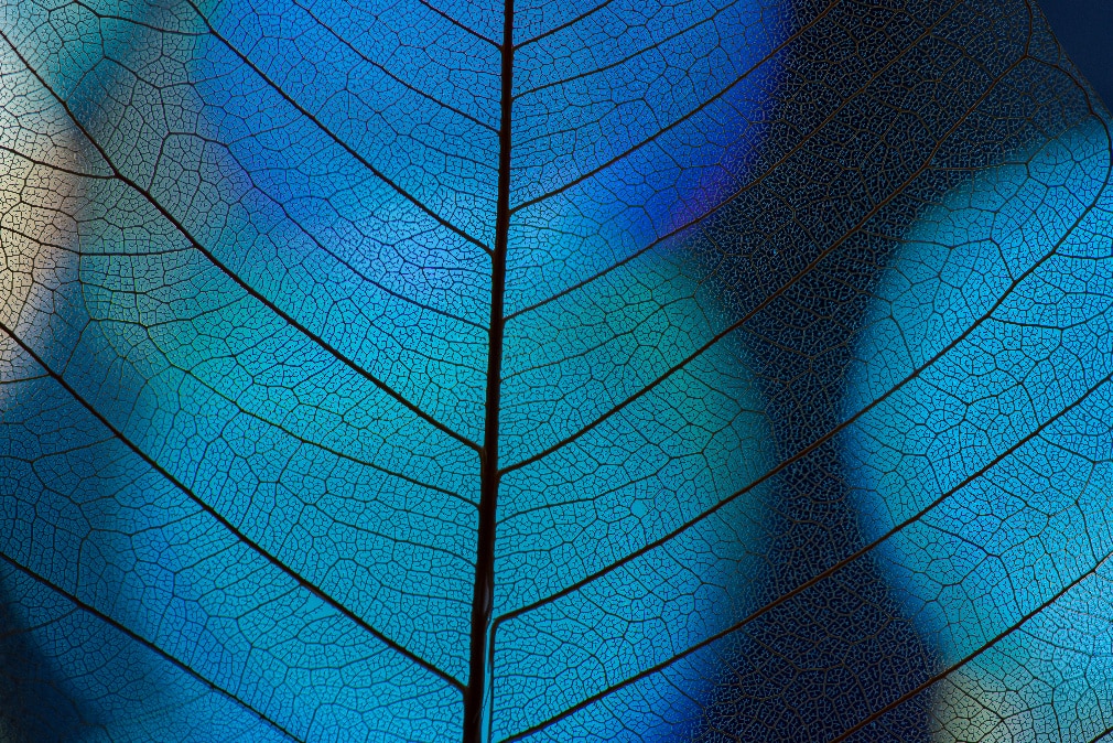 Close up view of a blue leaf