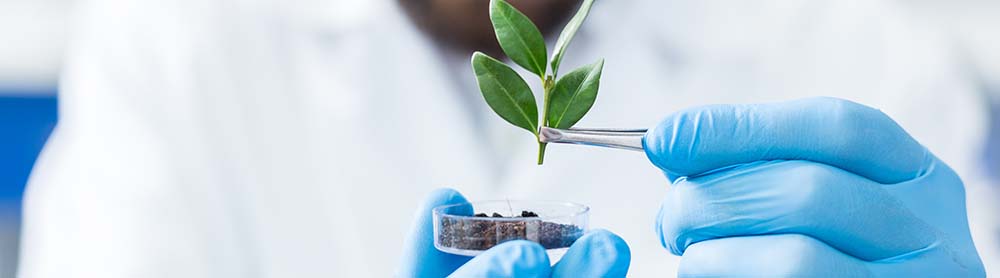 Researcher holding seedling specimen
