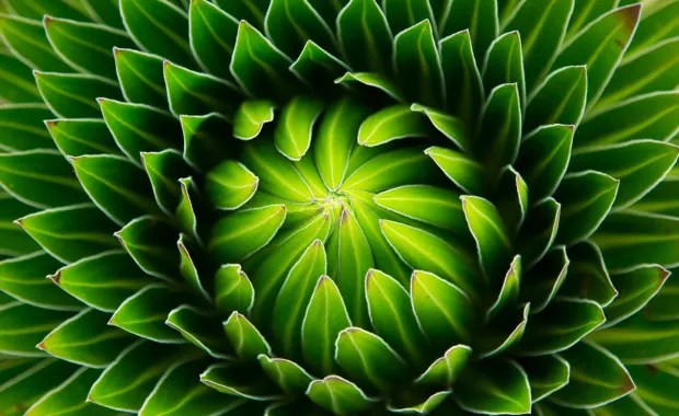 green flower representing AI patterns