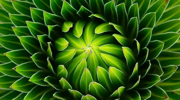Abstract green flower