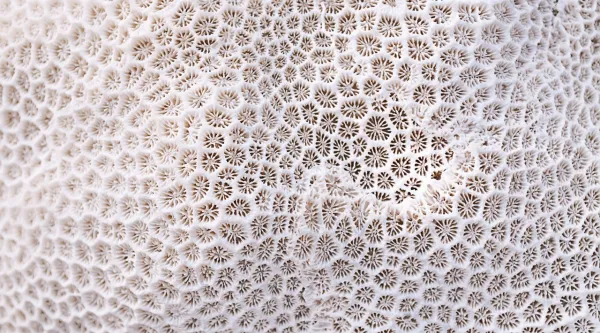 abstract of white coral 