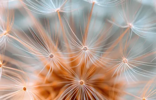 Close up of a dandelion
