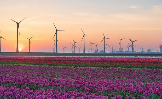 Field with windmills